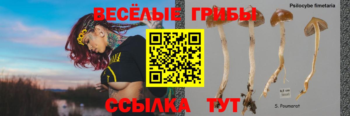 Псилоцибиновые грибы Cubensis  Вход с VPN  Каменск-Уральский 